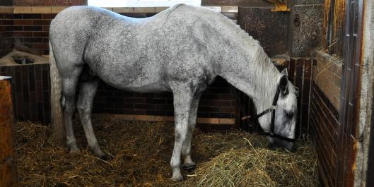 Hnůj je odpudivý, ale může být i užitečný Hnůj je odpudivý, ale může být i užitečný