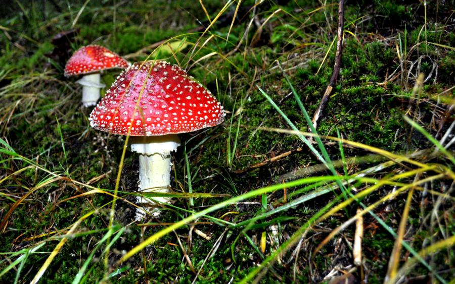 Aby lidé mohli žít v manželství, musí se stát dospělými. Aby lidé mohli žít v manželství, musí se stát dospělými.