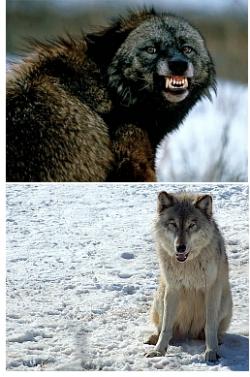 Dva vlci v n&aacute;s