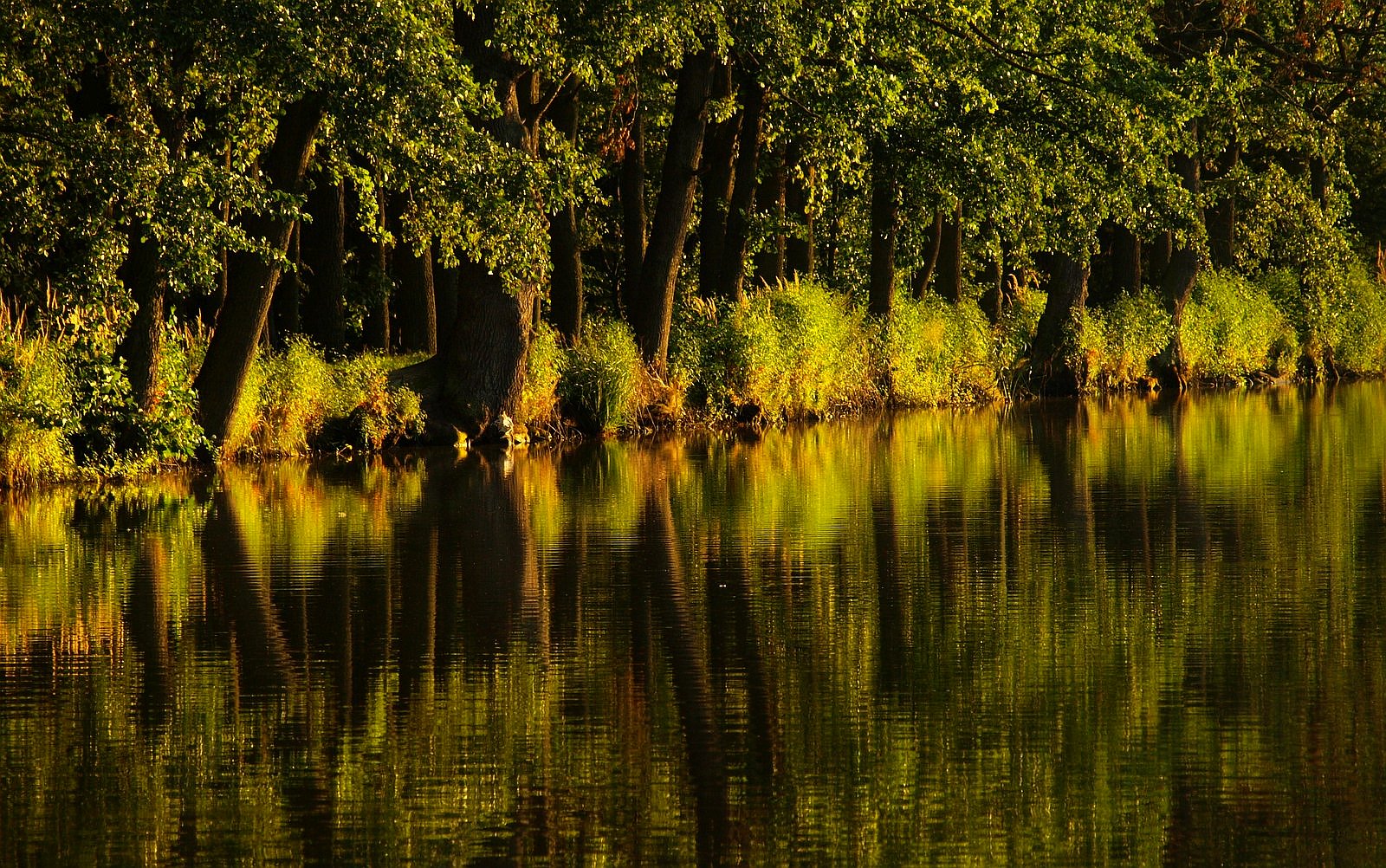 stromy u vody, zrcadlení / foto Michal Němeček