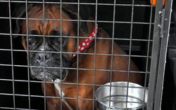 pes boxer, klec, smutek / dog, cage, sadness / foto -ima- pes boxer, klec, smutek / dog, cage, sadness / foto -ima-