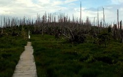 cesta, suché stromy, pahýly, kůrovec, déšť, obloha / -luzuce- cesta, suché stromy, pahýly, kůrovec, déšť, obloha / -luzuce-