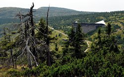 Labská bouda, monstrum v přírodě, suchý strom / foto -ima- Labská bouda, monstrum v přírodě, suchý strom / foto -ima-