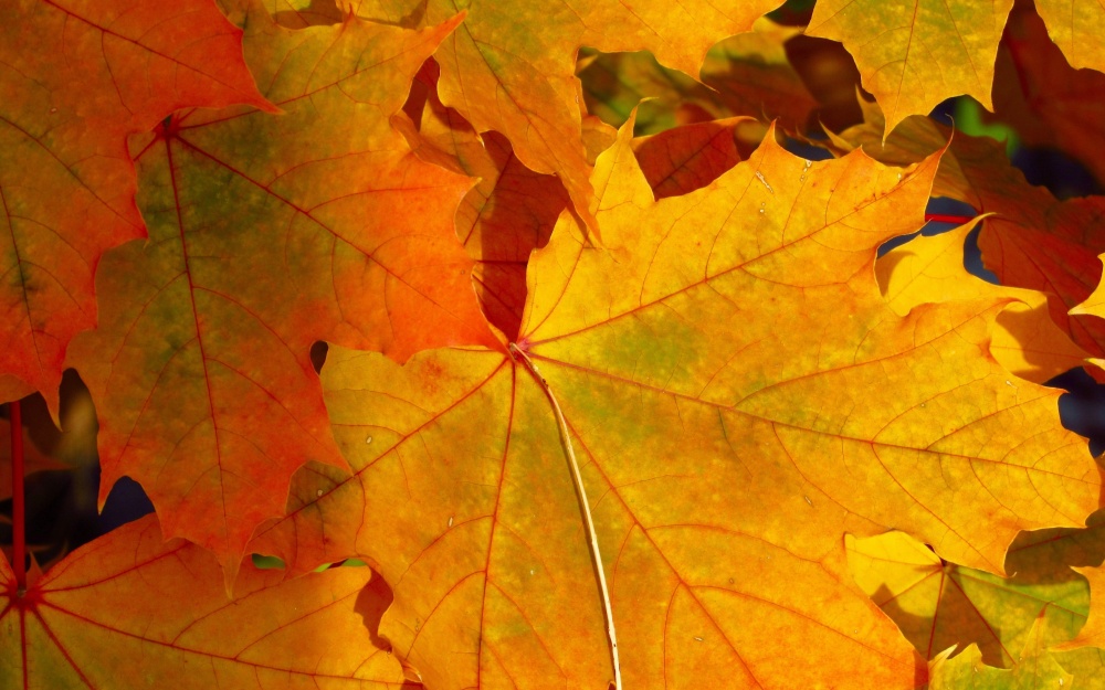 Photo by Anthony Lee, unsplash.com, podzim, slunce, barvy, listy, javor Photo by Anthony Lee, unsplash.com, podzim, slunce, barvy, listy, javor
