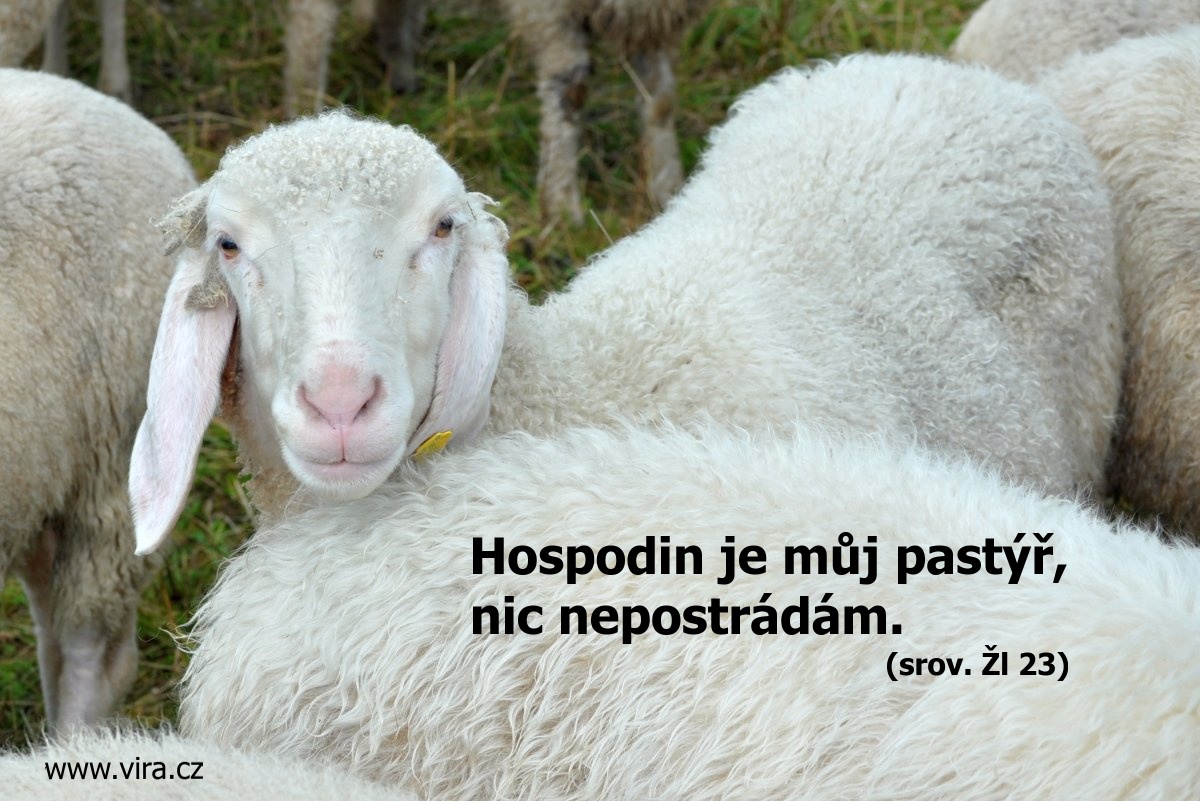 Hospodin je můj pastýř žl 23 / Já jsem dobrý pastýř / ovce