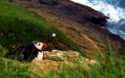 Pták papuchlek sedící v hnízdě a hledící na rozbouřené moře. Lokalita: Faerské ostrovy. / Foto: MŠ