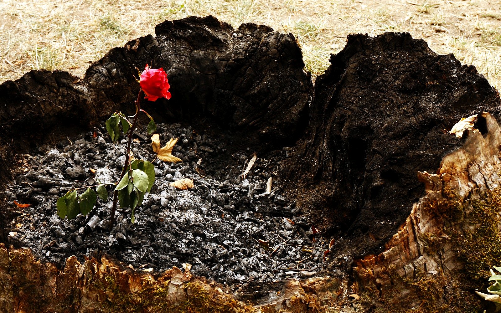 Růže na vyhaslém ohništi v pařezu / foto Michal Němeček