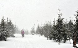 cesta, sníh, mlha, dvojice, sněžení, vánice, stromy, Krkonoše  / foto -ima-