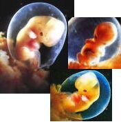 Co míní embrya o následujícím životě?