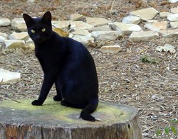 černá kočka, pátek třináctého, 13,. pověra / ima-