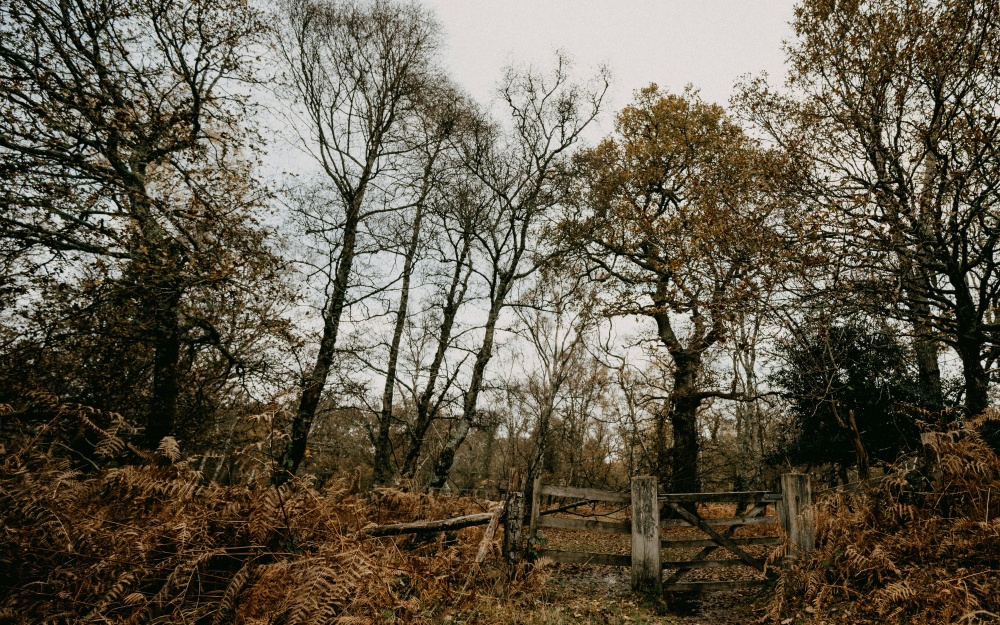 Photo unsplash.com, Annie Spratt, zarostlá zahrada