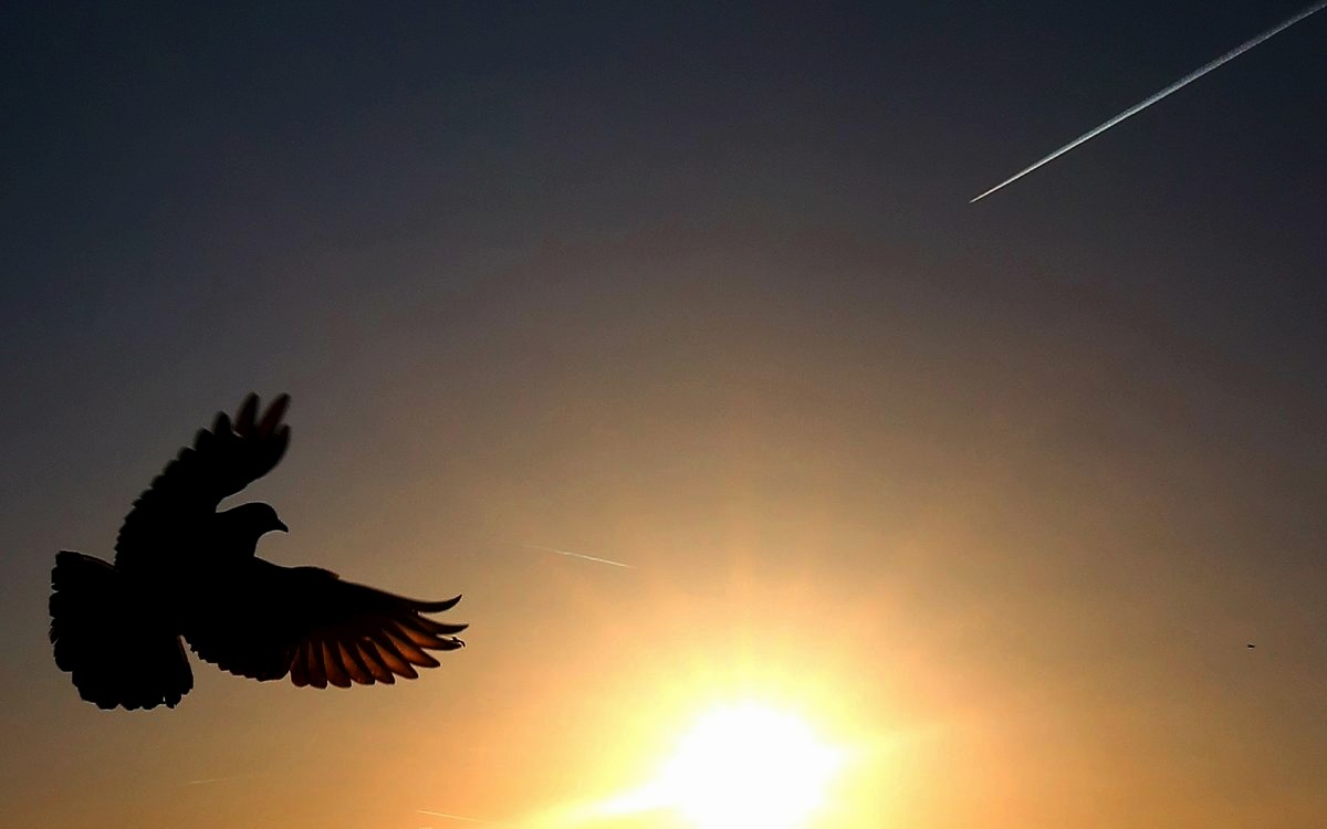 holubice, obloha, slunce, letadlo, brázda / foto Miloš Padevět