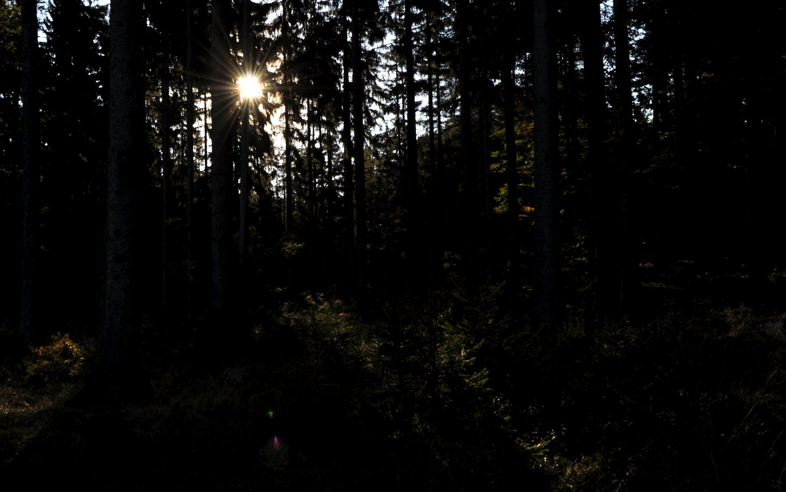 hustý les, stromy, tma, slunce / -ima-