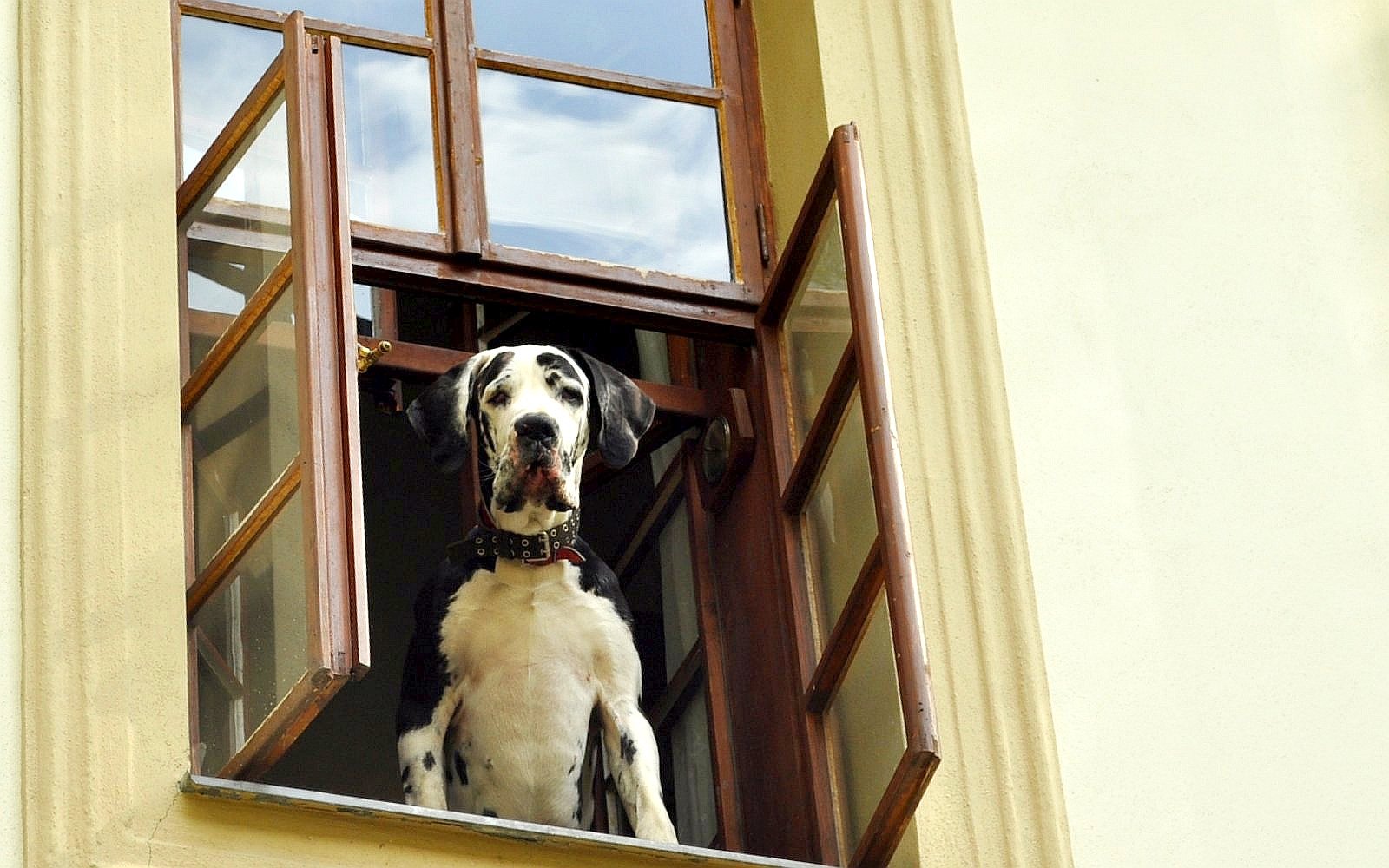 pes v okně, okno, očekávání, vyhlížení / -ima-