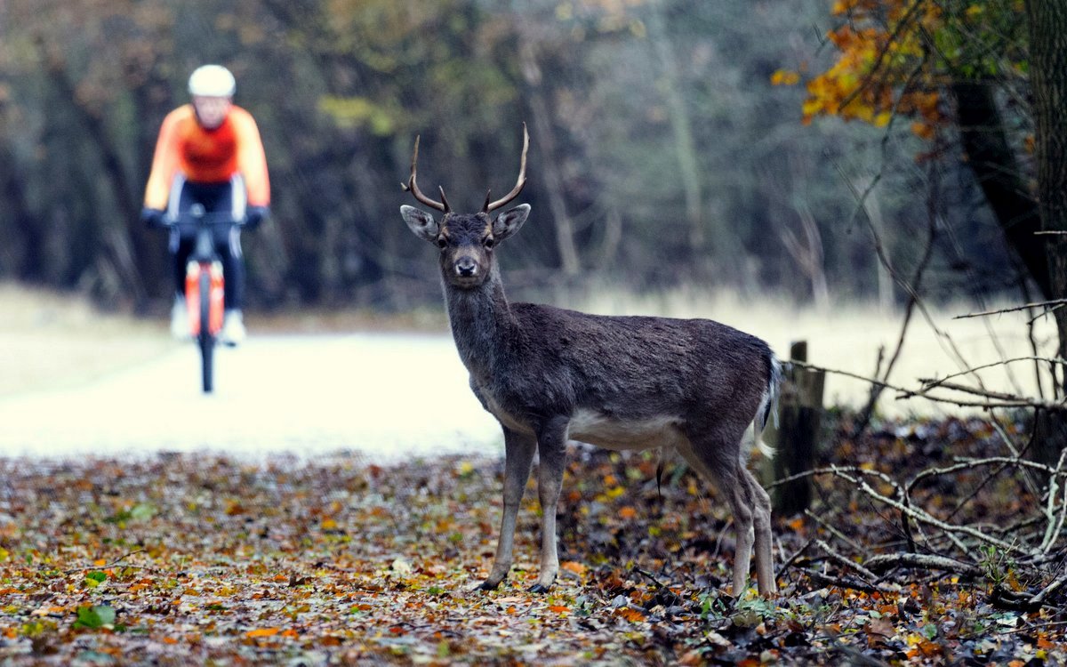 kolo, bicykl, srnec, příroda / Photo by Anne Zwagers on Unsplash