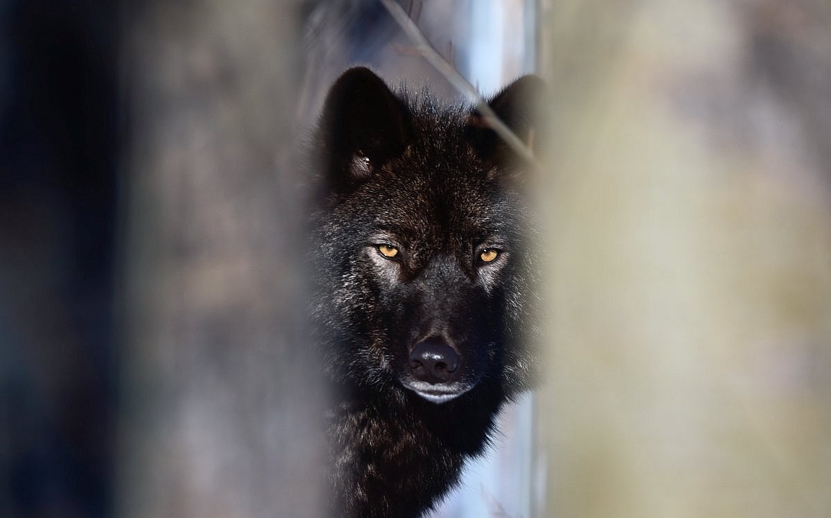 vlk v průzoru /  Photo by Cory Thorkelson on Unsplash