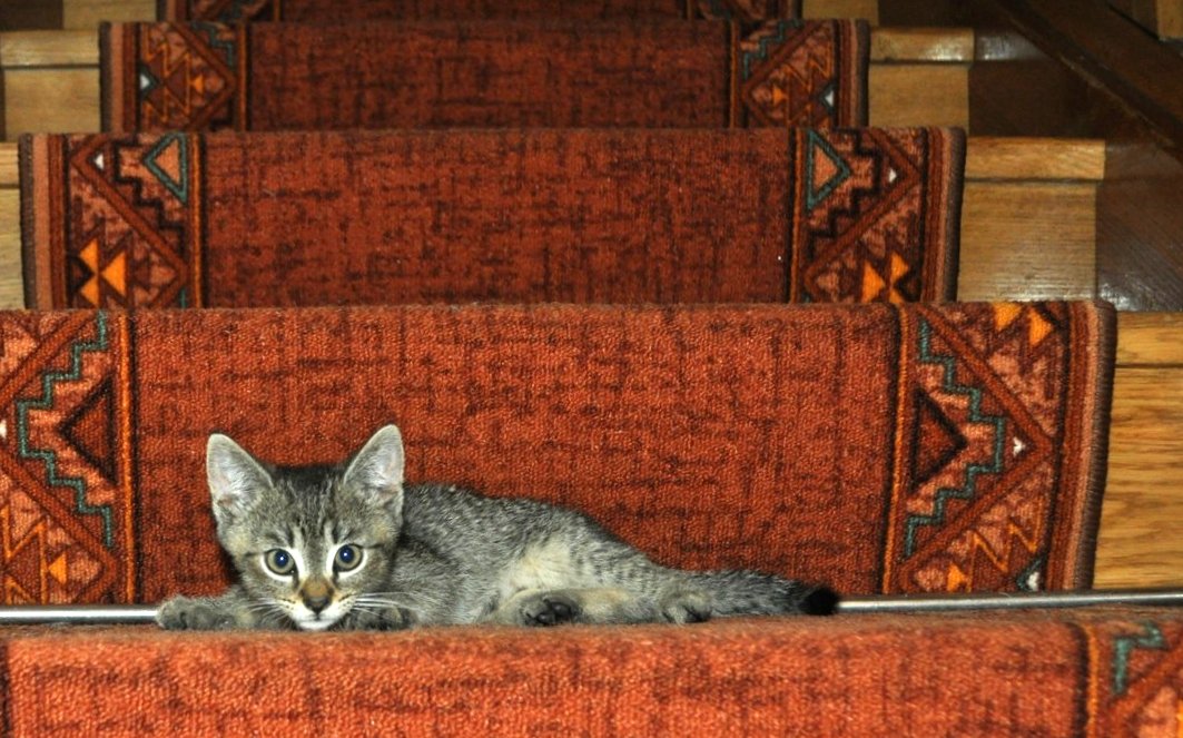 kočka, schody / ima