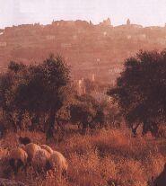 Betlém - město Davidovo