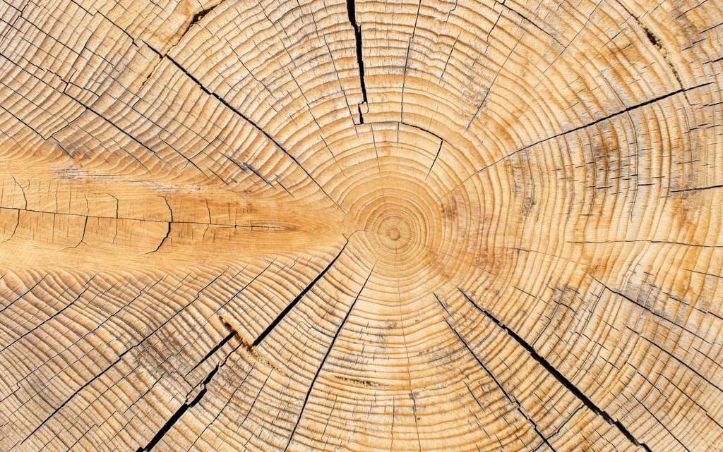 pařez, letokruhy / foto: pixabay.com