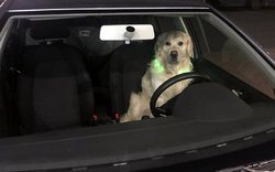 pes, auto, car, dog / ima