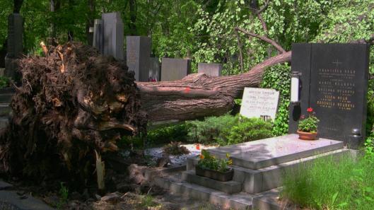 Spadlý strom na hřbitově vedle hrobu. Foto: Michal Němeček