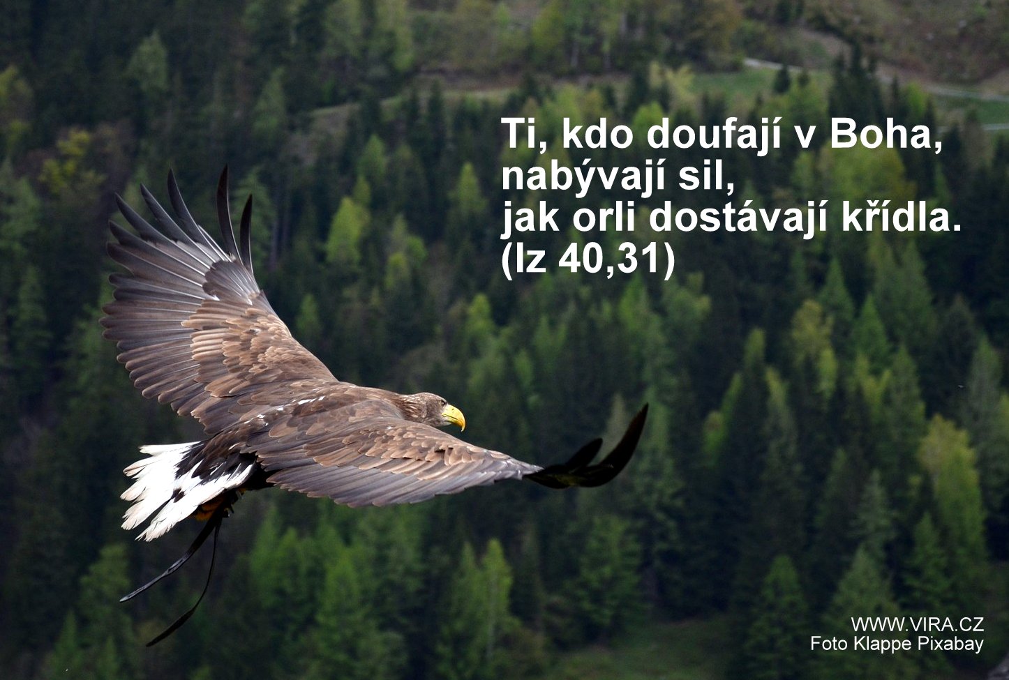 Ti, kdo doufají v Boha, nabývají sil, jak orli dostávají křídla. (Iz 40,31)