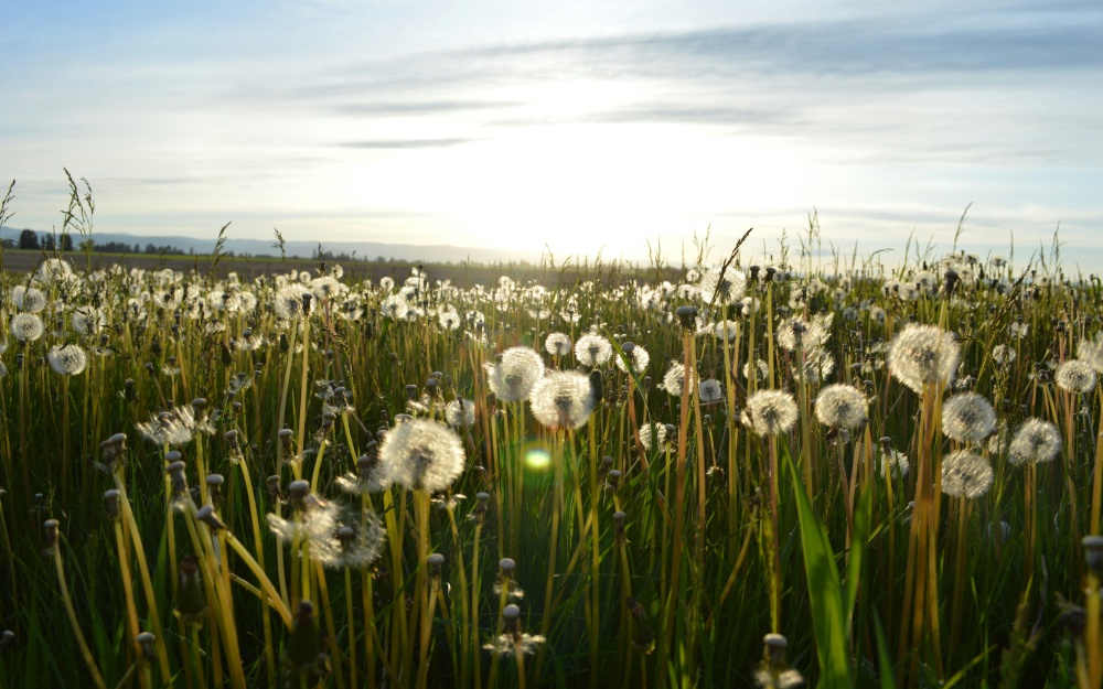 Photo by Jason Long, unsplash.com, louka, pampelišky, chmýří, odkvetlé pampelišky, východ slunce