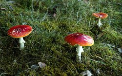 muchomůrky - houby v lese / foto Michal Němeček