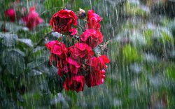 růže, trny, déšť / foto pixabay.com