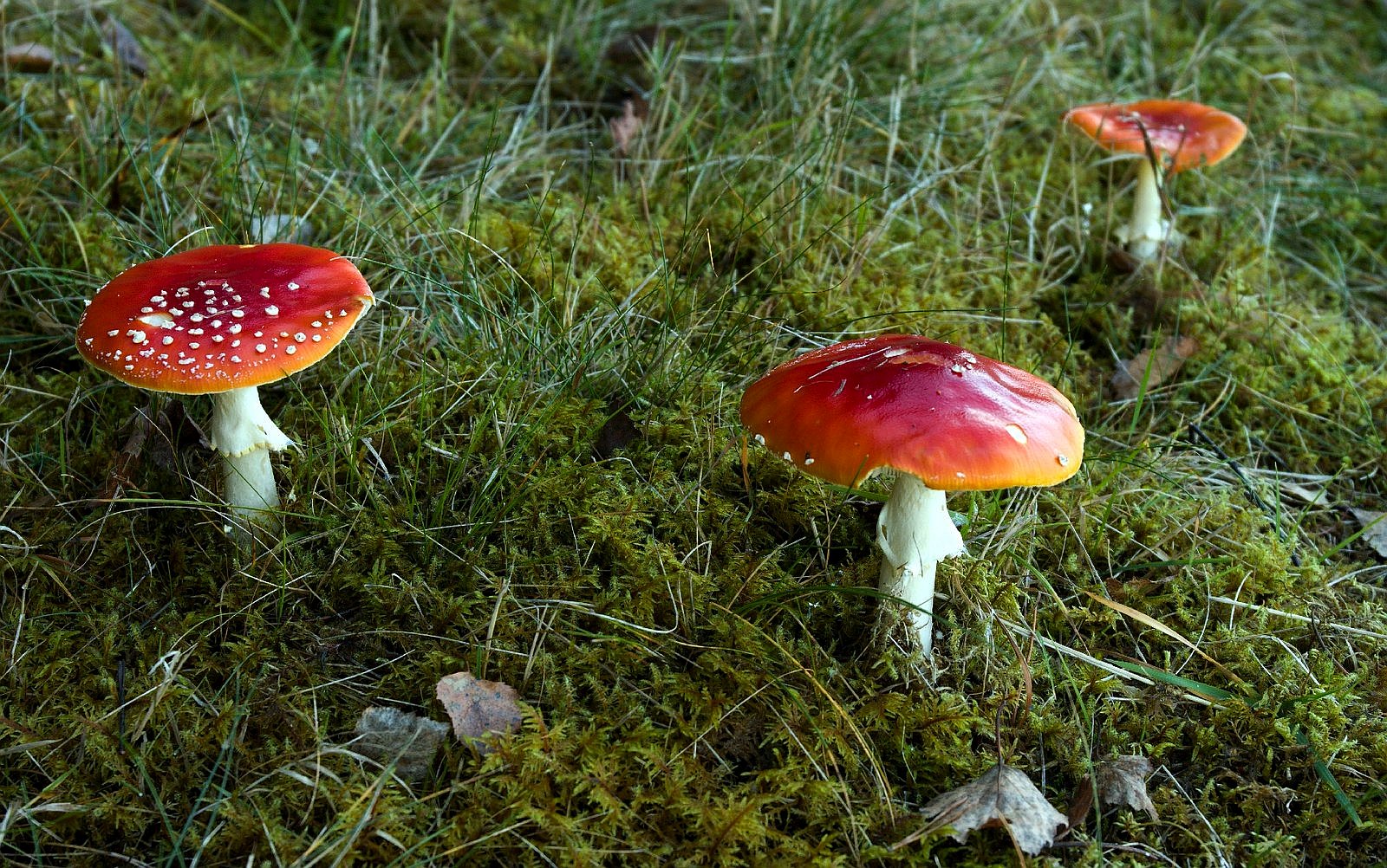 houby, muchomůrky, krása, jed / foto Michal Němeček